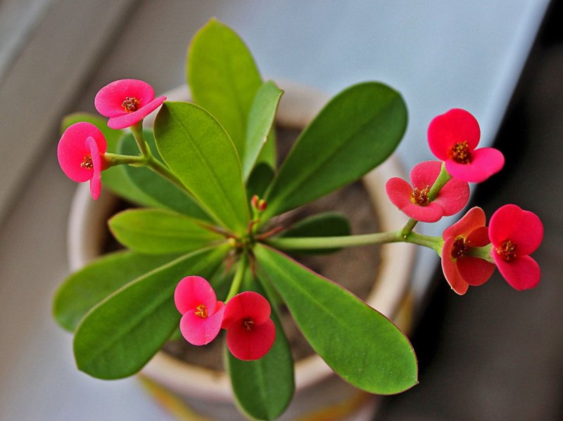 Молочай миля (Euphorbia milii