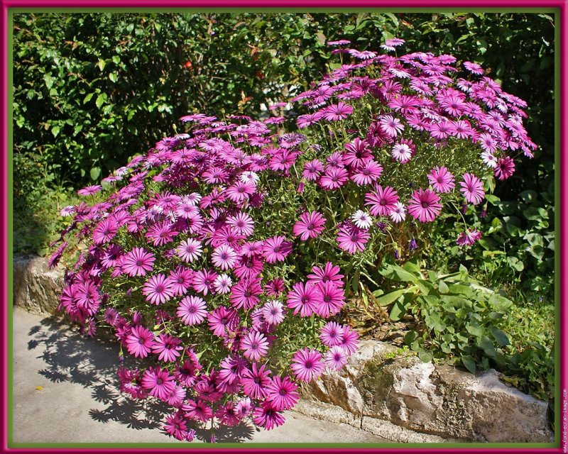 Dimorphotheca sinuata