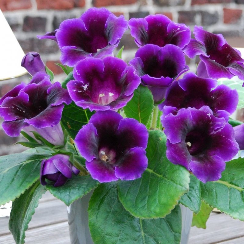 Глоксиния Виолацеа violacea