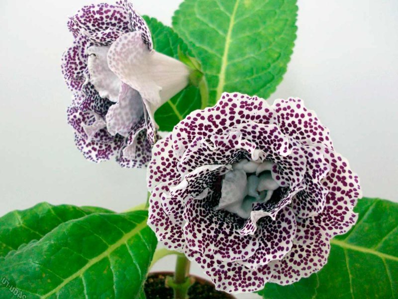 Глоксиния / gloxinia