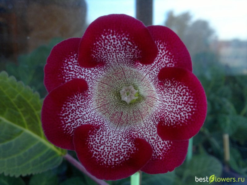 Глоксиния гибридная Empress Red spotted