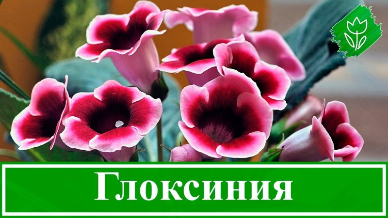 Глоксиния цветок отцвевший