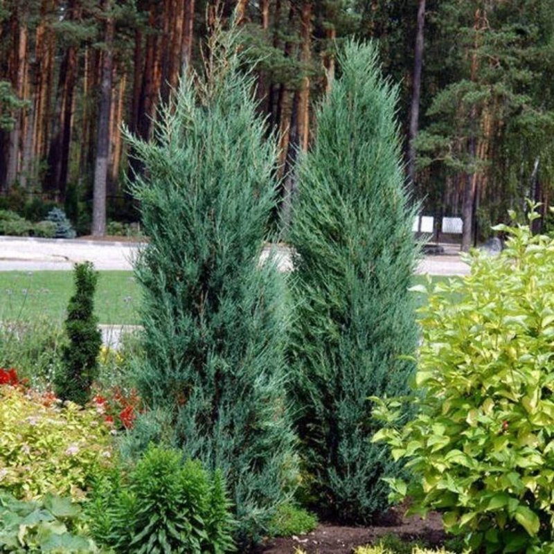 Можжевельник Скайрокет