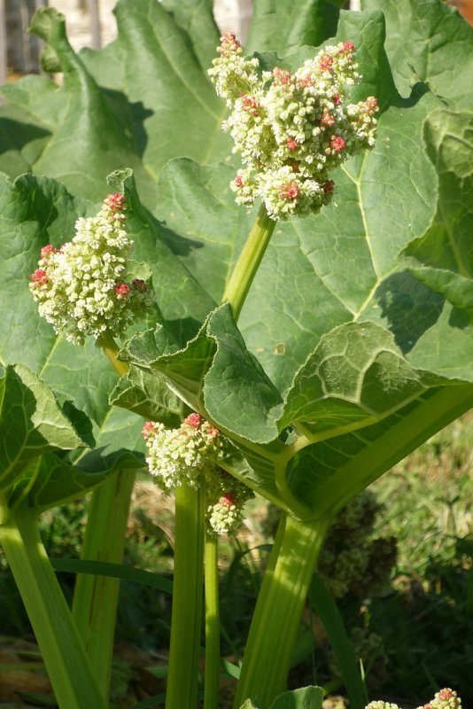 Rheum Rhaponticum