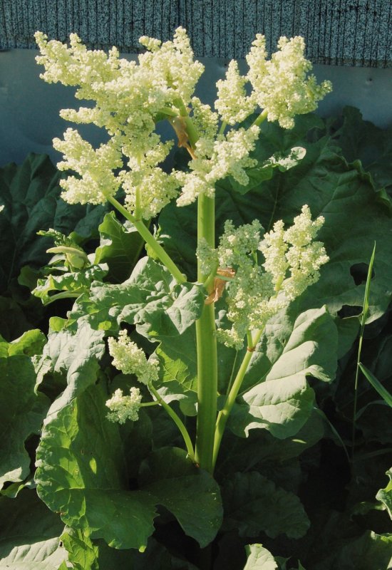 Rheum officinale
