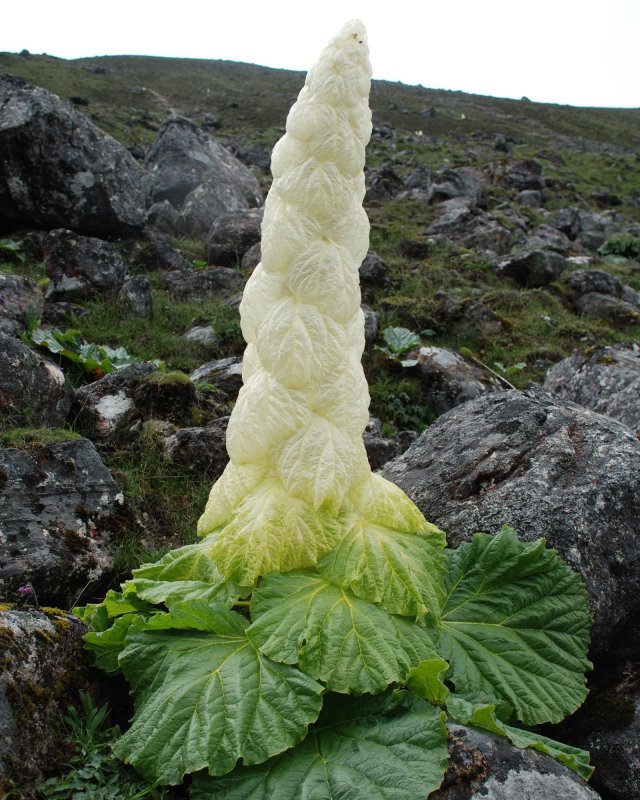 Ревень Александра Rheum alexandrae