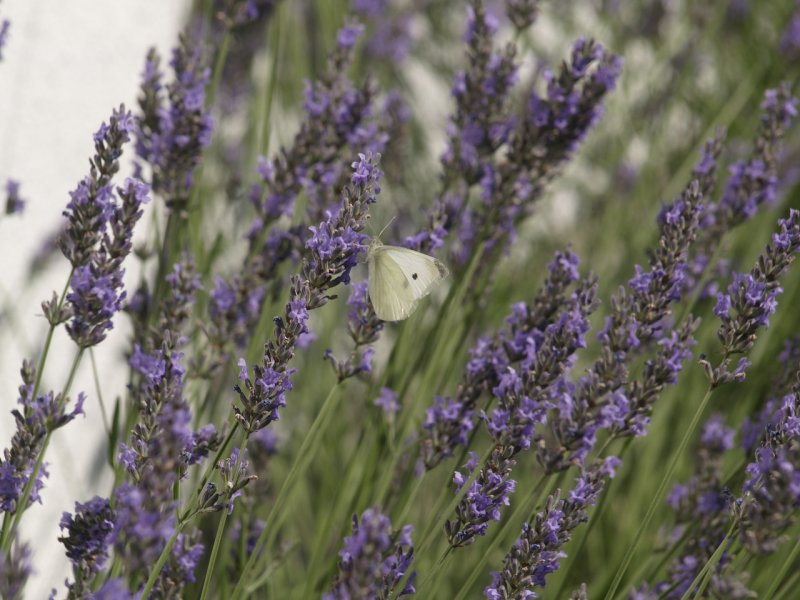 Бетта Лаванда (Lavender):