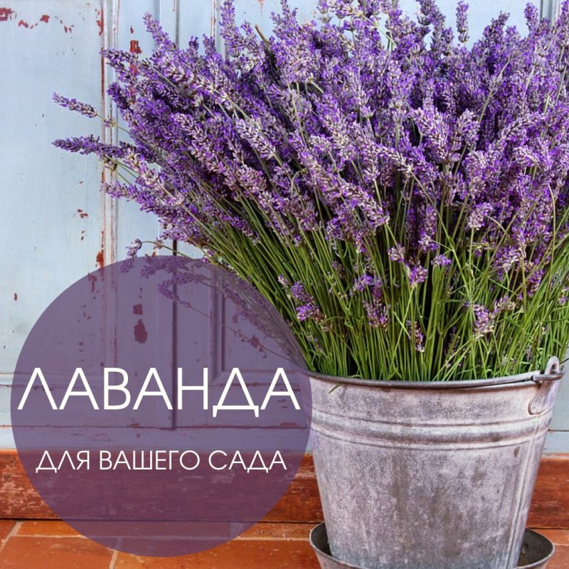 Лаванда узколистная (Lavandula angustifolia `Munstead variety`)