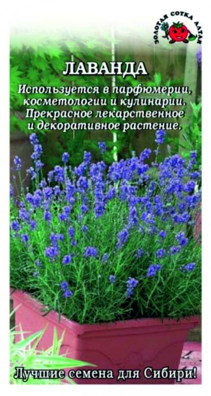 Лаванда узколистная Вознесенская