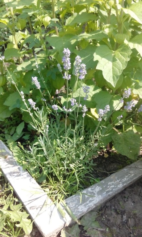 Лаванда узколистная Munstead Lavandula angustifolia Munstead