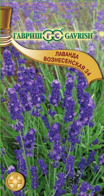 Лаванда английская Хидкоут