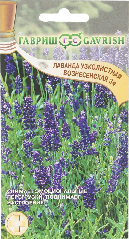 Лаванда Вознесенская 34