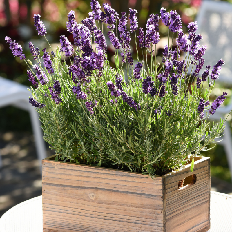 Old Fashioned Lavender