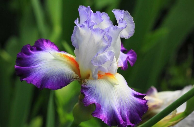 Ирис садовый (Iris Hybrid)