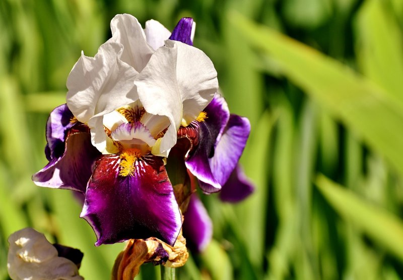 Ирис Iris Sulfurex