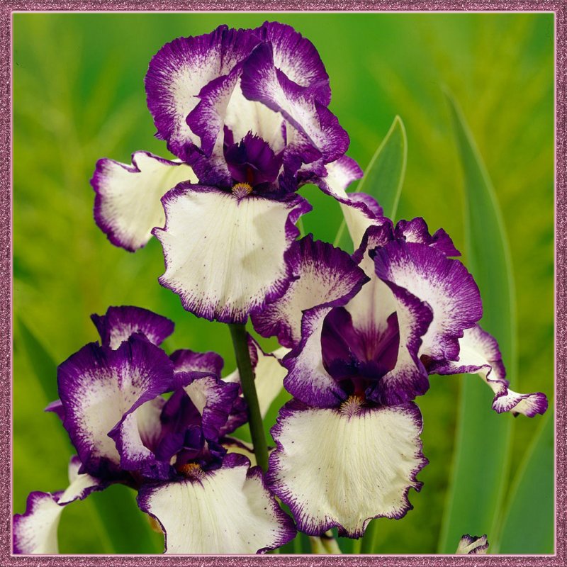 Iris Germanica loop the loop Ирис Германика