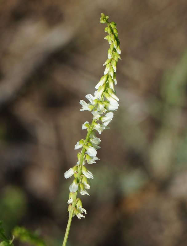 Донник желтый (Melilotus officinalis)