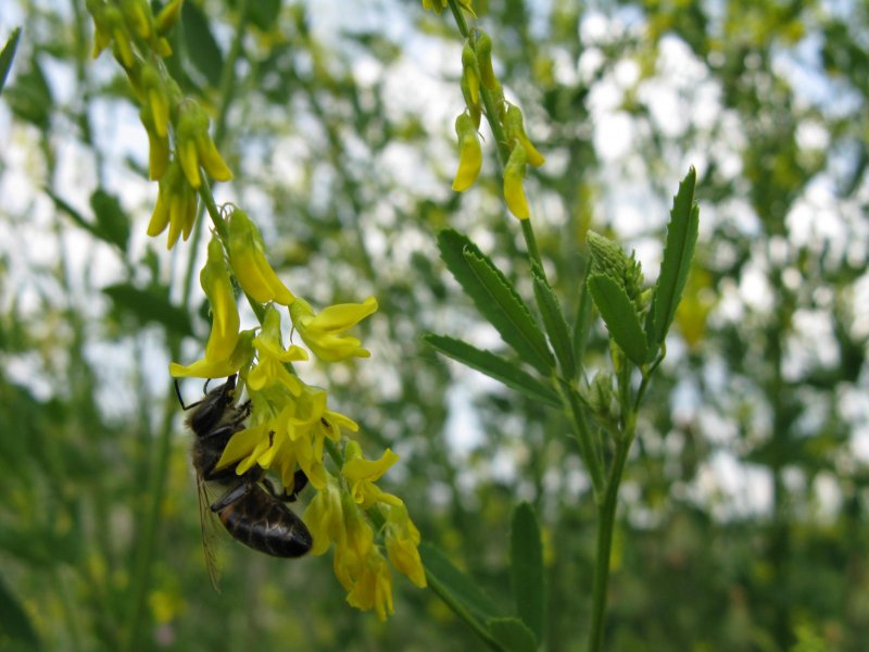 Melilotus officinalis