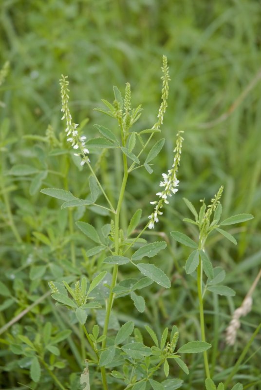 Донник - Melilotus