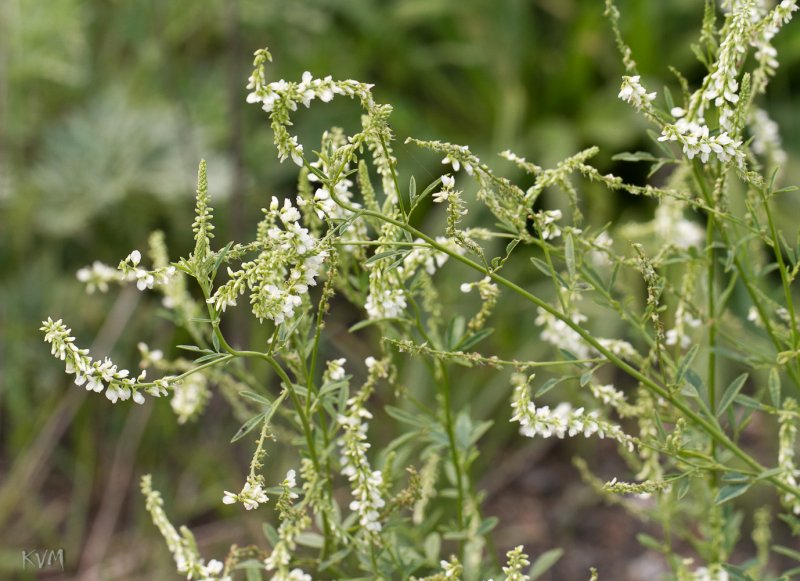 Melilotus Albus