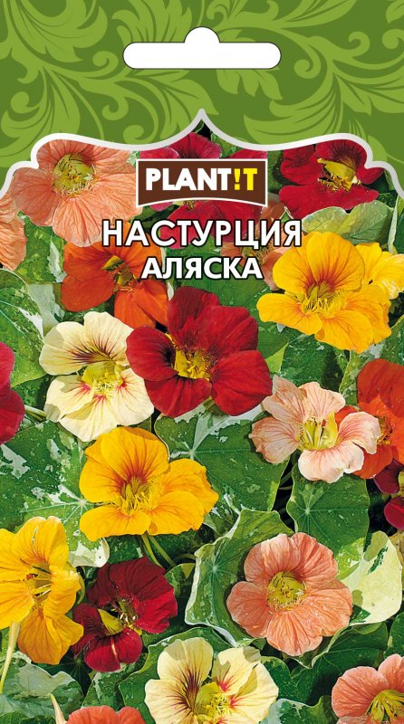 Настурция с пестрыми листьями