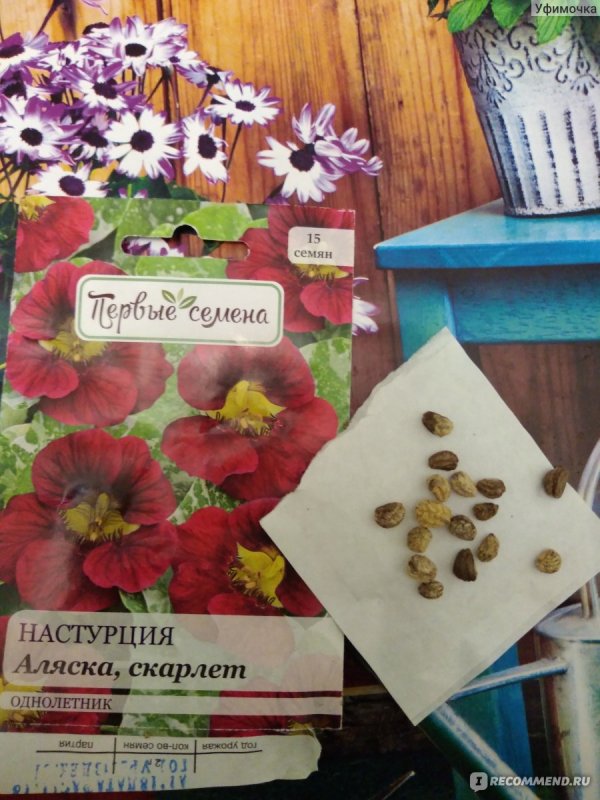 Настурция Аляска Скарлет