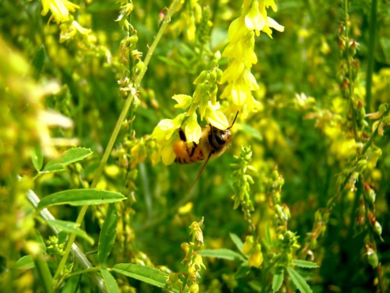 Melilotus Alba