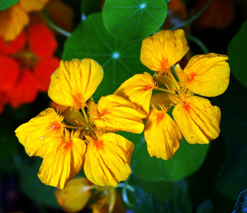 Цветы Tropaeolum majus
