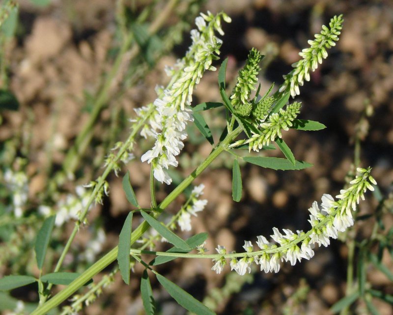 Донник белый Melilotus Albus medik.