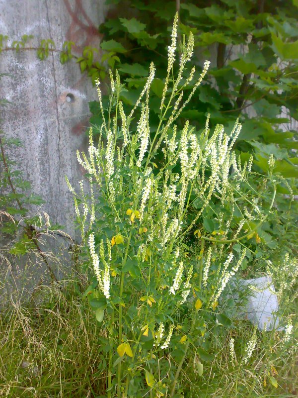 Melilotus Albus medik.