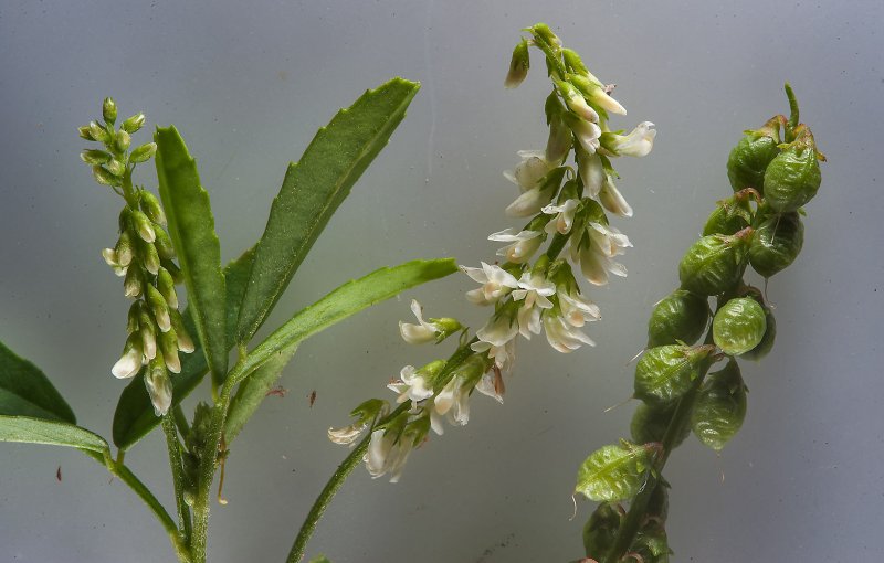 Melilotus officinalis плод