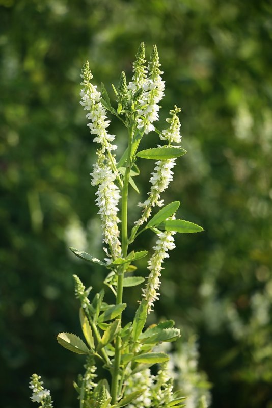 Донник белый Melilotus Albus medik.
