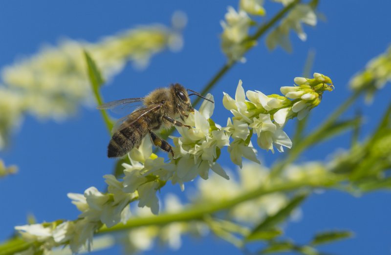 Донник Melilotus officinalis