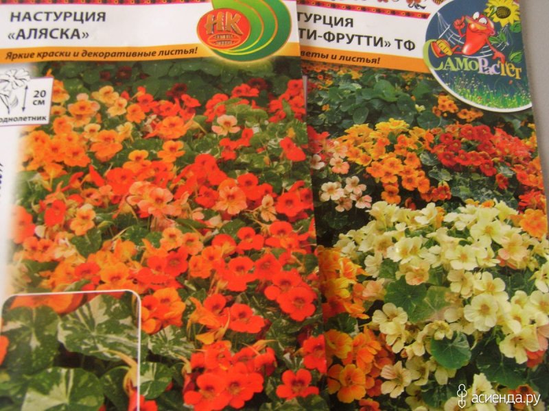 Настурция Аляска фото