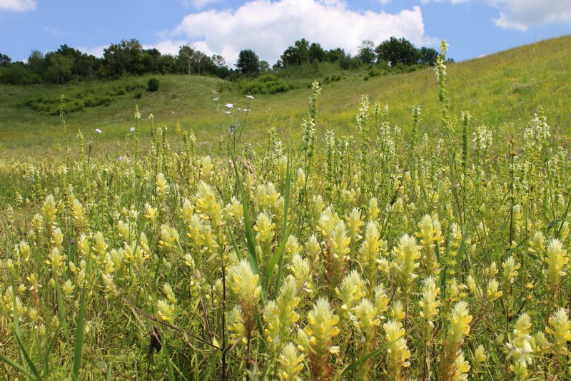 Донник белый Melilotus Albus