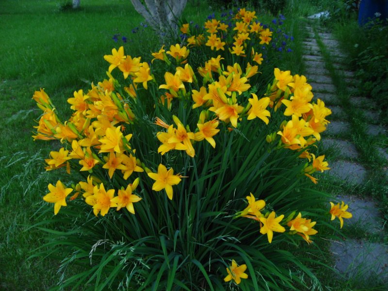 Красоднев жёлтый (лилейник)