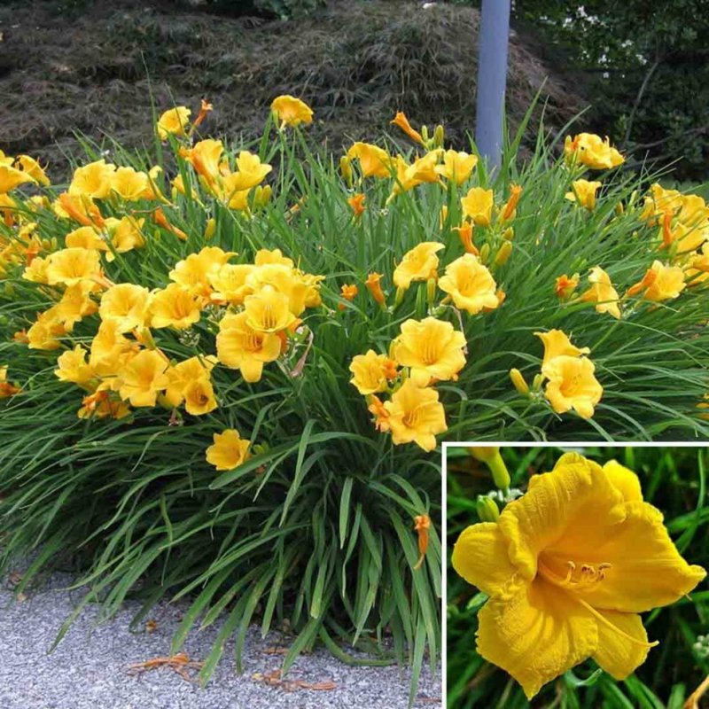 Лилейник гибридный (Hemerocallis `Stella de Oro`)