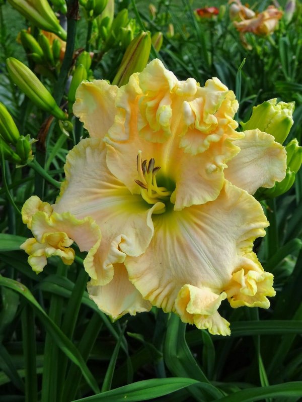 Лилейник Hemerocallis Yellow