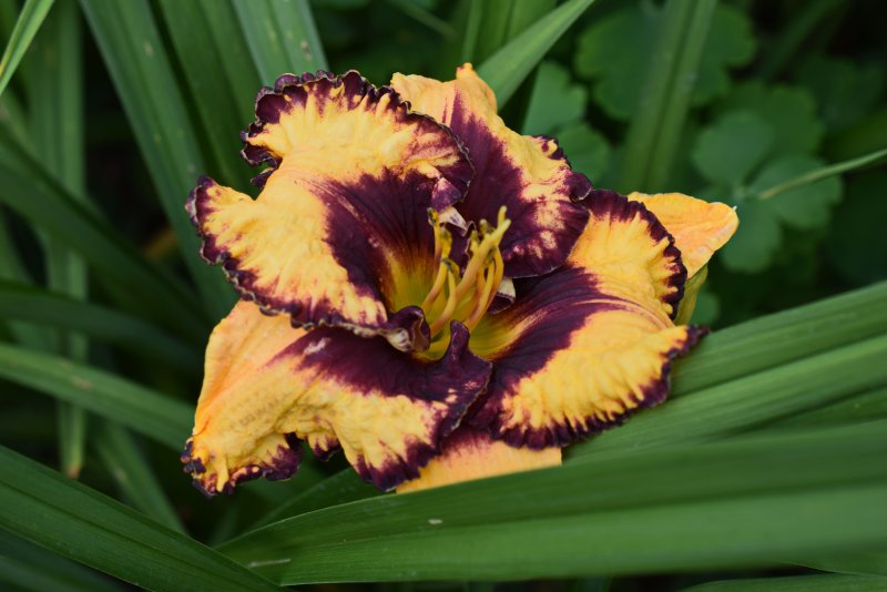 Daylily цветок