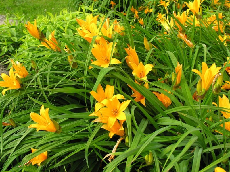 Hemerocallis middendorffii
