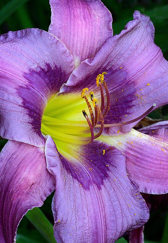 Daylily цветок
