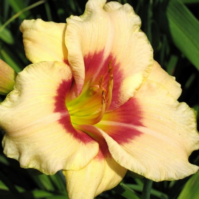 Лилейник гибридный (Hemerocallis `every Daylily Rose`)