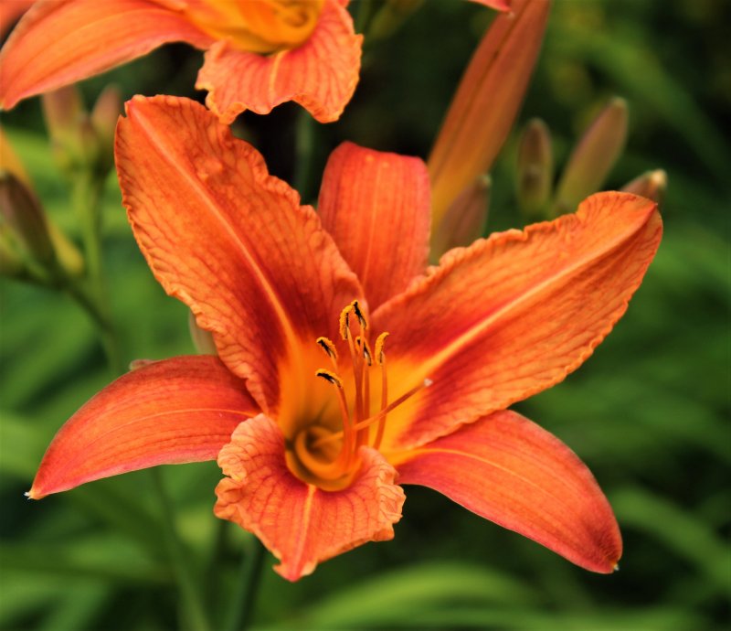 Лилейник Hemerocallis Bronze