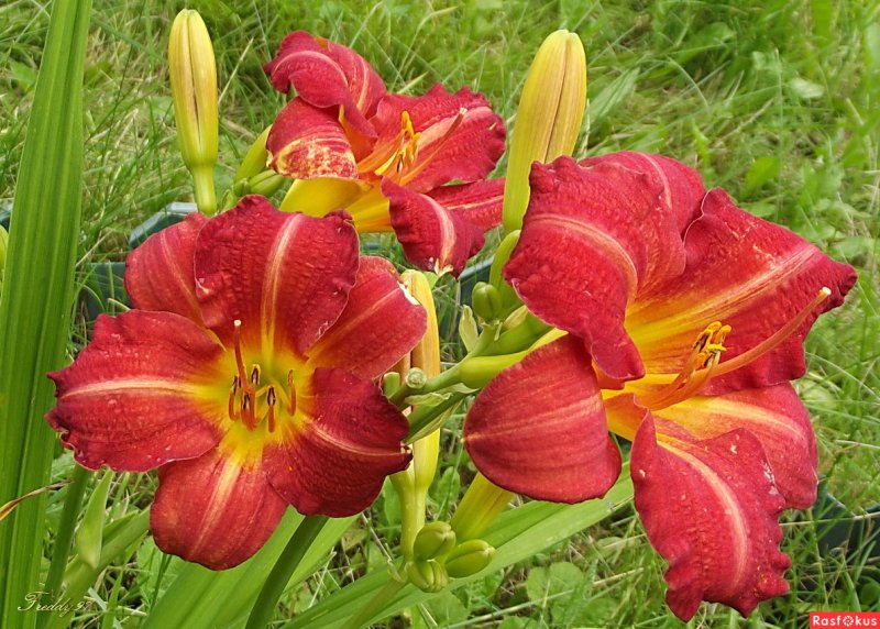 Лилейник EVERYDAYLILY Red Ribs