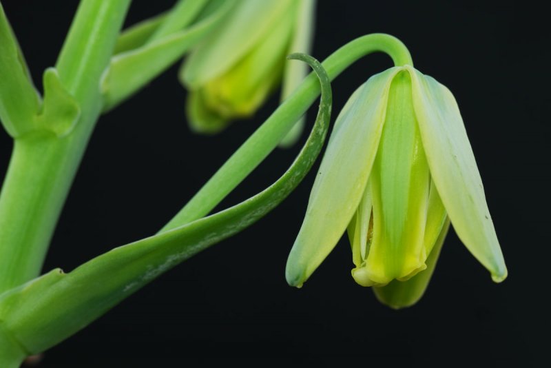 Albuca spiralis Альбука спиральная