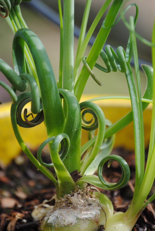 Albuca concordiana