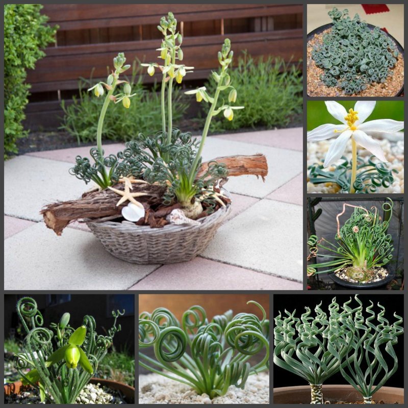 Albuca concordiana