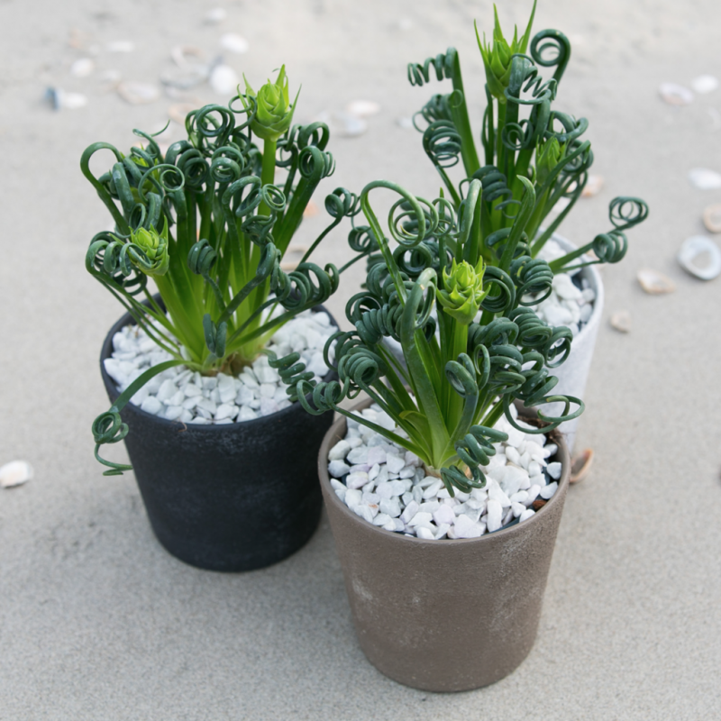Albuca spiralis Альбука спиральная