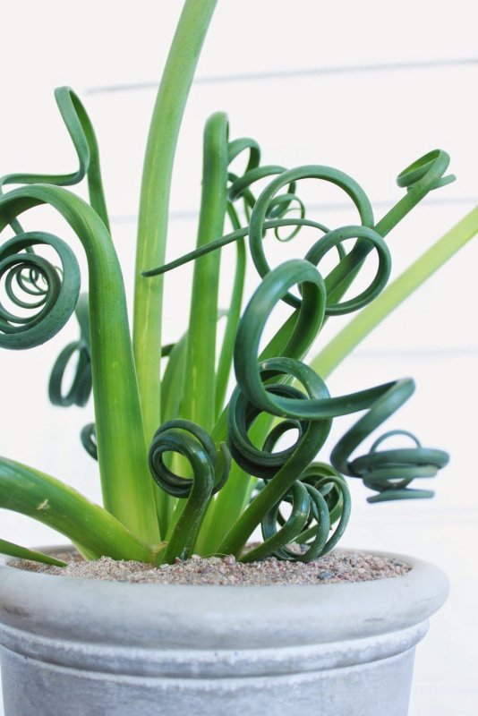 Альбука spiralis