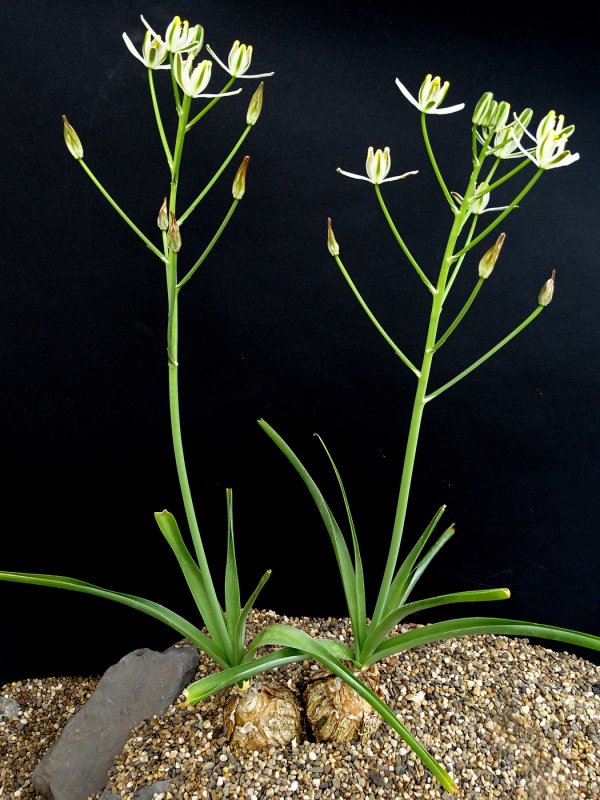 Cryptocoryne sivadasanii